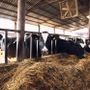 Produzione di latte in calo a causa del caldo nelle stalle del Varesotto