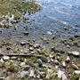 Caldo e mancanza d’acqua: il lago Maggiore sotto media ma non è ancora allarme siccità. Sotto osservazione anche il Ticino