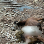 La capra sbranata nei boschi di Dumenza (foto tratta da Luinonotizie.it)