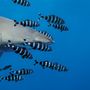 A Milano “The living sea: underwater photography by Hussain Aga Khan”