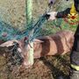 FOTO. Cervo resta impigliato con le corna a una rete alla Rasa: liberato dai vigili del fuoco