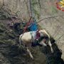 Le complesse operazioni di salvataggio della mucca e dell'asino rimasti bloccati nei boschi di Masciago Primo