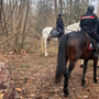 Contro gli spacciatori nei boschi arrivano anche i carabinieri a cavallo Contro gli spacciatori nei boschi arrivano anche i carabinieri a cavallo