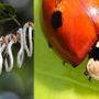 Parte la lotta biologica alla Takahashia japonica: coccinelle contro l’infestante degli alberi cittadini