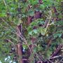 Alberi invasi dalla cocciniglia in via San Martino di Tours a Gorla Minore