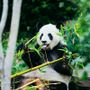 60 anni di impegno per la natura: il valore degli acquisti solidali WWF 60 anni di impegno per la natura: il valore degli acquisti solidali WWF