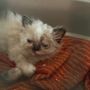 Allevamento felino fuori controllo, 120 esemplari malati e in continuo aumento nonostante i decessi: si cerca una soluzione