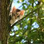 "… rampegò teme'l gattu"" - …. arrampicarsi come il gatto