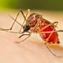 Allarme dengue a Nerviano: scatta la disinfestazione