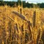 “Giugn e lui, a tera l'à bui” - Giugno e Luglio, la terra bolle! “Giugn e lui, a tera l'à bui” - Giugno e Luglio, la terra bolle!