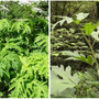 L'Heracleum mantegazzianum, meglio noto come panace di Mantegazza
