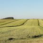 Imprese agricole: un bando per contributi a fondo perduto fino a 5.000 euro