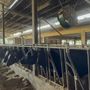 Anche gli animali soffrono il caldo, l'allarme di Coldiretti: ventilatori e doccette nelle stalle