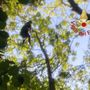 La donna intrappolata a 20 metri d'altezza su un albero (foto vigili del fuoco di Como)