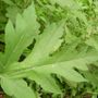 L'Heracleum mantegazzianum