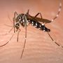 West Nile, Regione rassicura: «In Lombardia casi in linea con gli anni precedenti»