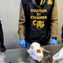 La Guardia di Finanza sequestra un cranio di orso bruno a Malpensa