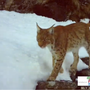VIDEO. La lince torna a farsi vedere in Ossola: nuovi avvistamenti confermati da un video