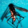 «La situazione è sotto controllo»: due casi di West Nile in Lombardia