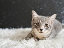 Sono quasi 78 mila i gatti &quot;ufficiali&quot; tra Varese e Como