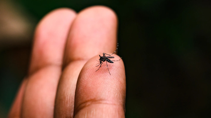 Disinfestazione straordinaria a Legnano dopo un caso sospetto di virus Chikungunya