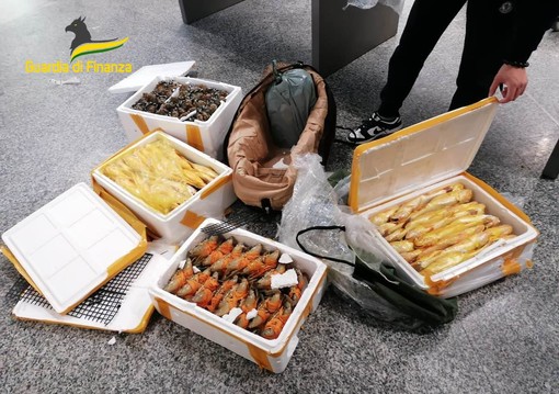 Malpensa, in valigia 150 chili di granchi cinesi vivi: scatta il sequestro. Sono tra le cento specie più invasive al mondo