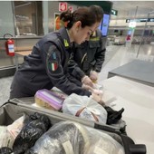 I controlli della Gdf di Varese a Malpensa I controlli della Gdf di Varese a Malpensa