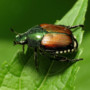 In Lombardia il picco di invasione di scarabei giapponesi. I consigli della Regione per tenerli lontani da orti e giardini