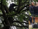 VIDEO. Due giorni di sospensione del cantiere e incontro in Comune. Gli attivisti scendono dagli alberi