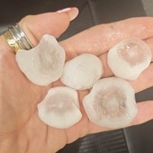 La grandine caduta questa mattina in Brianza (foto di Giusy Olivieri da NaturalMeteo) La grandine caduta questa mattina in Brianza (foto di Giusy Olivieri da NaturalMeteo)