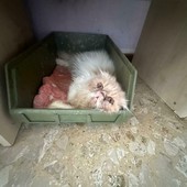 Allevamento felino di Lonate Pozzolo: si smantella l’attività finita fuori controllo Allevamento felino di Lonate Pozzolo: si smantella l’attività finita fuori controllo