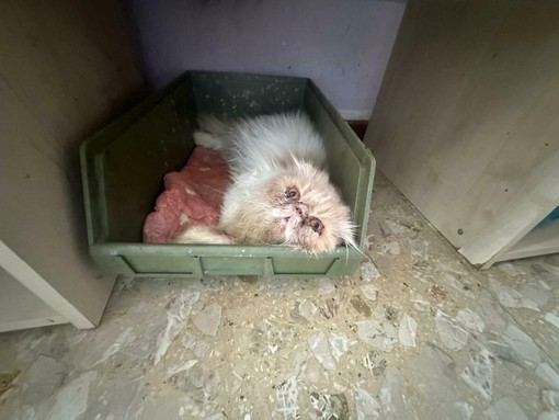 Allevamento felino di Lonate Pozzolo: si smantella l’attività finita fuori controllo Allevamento felino di Lonate Pozzolo: si smantella l’attività finita fuori controllo
