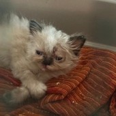 Allevamento felino fuori controllo, 120 esemplari malati e in continuo aumento nonostante i decessi: si cerca una soluzione Allevamento felino fuori controllo, 120 esemplari malati e in continuo aumento nonostante i decessi: si cerca una soluzione