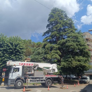 Lo storico cedro del piazzale della parrocchia di Angera colpito da un fulmine