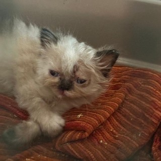 Allevamento felino fuori controllo, 120 esemplari malati e in continuo aumento nonostante i decessi: si cerca una soluzione Allevamento felino fuori controllo, 120 esemplari malati e in continuo aumento nonostante i decessi: si cerca una soluzione