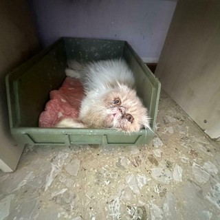 Allevamento felino di Lonate Pozzolo: si smantella l’attività finita fuori controllo