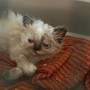 Allevamento felino fuori controllo, 120 esemplari malati e in continuo aumento nonostante i decessi: si cerca una soluzione Allevamento felino fuori controllo, 120 esemplari malati e in continuo aumento nonostante i decessi: si cerca una soluzione