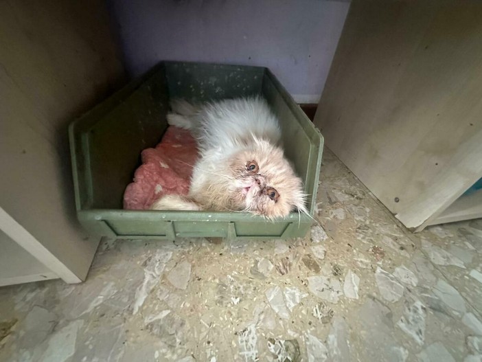 Allevamento felino di Lonate Pozzolo: si smantella l’attività finita fuori controllo Allevamento felino di Lonate Pozzolo: si smantella l’attività finita fuori controllo