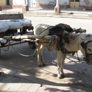 &quot;un oeu fioea dàa cavagna&quot;  - un uovo fuori dal cesto