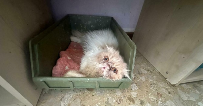 Allevamento felino di Lonate Pozzolo: si smantella l’attività finita fuori controllo Allevamento felino di Lonate Pozzolo: si smantella l’attività finita fuori controllo