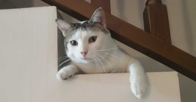 Bianchino trovato senza vita vicino a casa: tanti dubbi, una certezza Bianchino trovato senza vita vicino a casa: tanti dubbi, una certezza