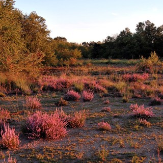 Recupero delle brughiere di Malpensa e Lonate: al via i primi interventi Recupero delle brughiere di Malpensa e Lonate: al via i primi interventi
