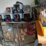 L'allevamento abusivo di cani scoperto a Brebbia L'allevamento abusivo di cani scoperto a Brebbia
