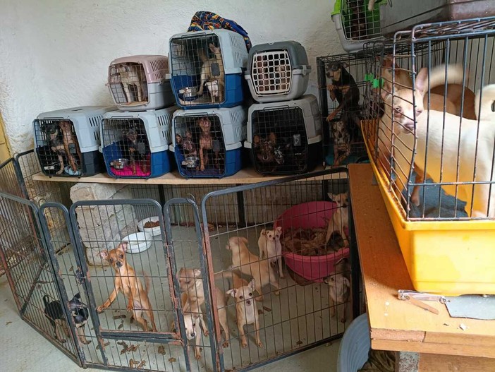 L'allevamento abusivo di cani scoperto a Brebbia