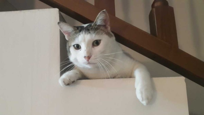 Bianchino trovato senza vita vicino a casa: tanti dubbi, una certezza Bianchino trovato senza vita vicino a casa: tanti dubbi, una certezza