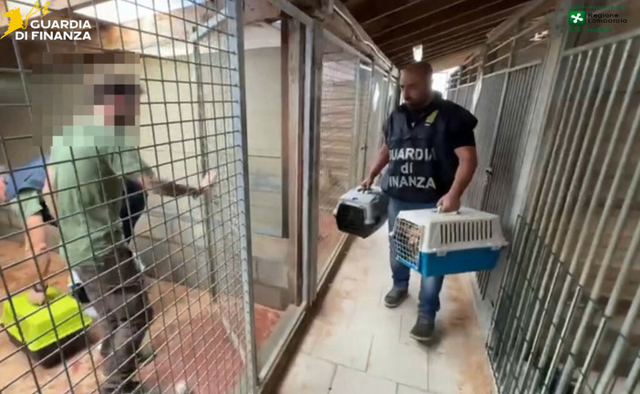 Allevamento abusivo di cani a Brusimpiano. Il Codacons: «Più controlli e stop alle vendite illecite sul web» Allevamento abusivo di cani a Brusimpiano. Il Codacons: «Più controlli e stop alle vendite illecite sul web»