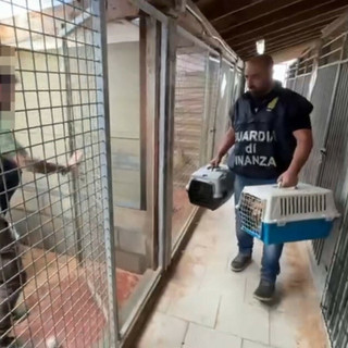 Allevamento abusivo di cani a Brusimpiano. Il Codacons: «Più controlli e stop alle vendite illecite sul web»