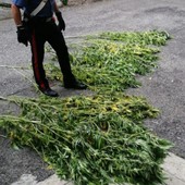 Coltivava nel giardino di casa delle piantine di marijuana: arrestato a Besozzo un 28enne