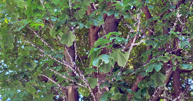 Alberi invasi dalla cocciniglia in via San Martino di Tours a Gorla Minore