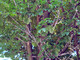 Alberi invasi dalla cocciniglia in via San Martino di Tours a Gorla Minore
